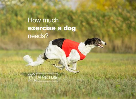 How Much Exercise Does A Dog Need Everyday 2023 All Pets Life