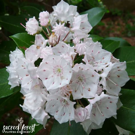 Mountain Laurel Flower Essence — Grandparents Of The Forest