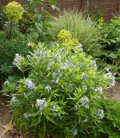 В каком месяце вы планируете ехать отдыхать? Eastern Bluestar, Woodland Blue Star, Willow Amsonia, Blue ...