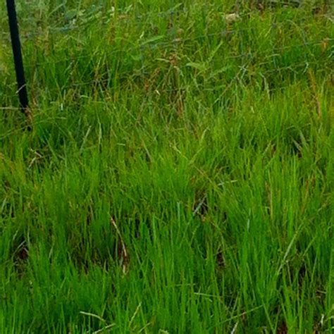 Grasses used in texas for lawns are dependent on largely where in this large state they will be planted. 15 best Bastrop County, TX Native Pasture Grasses images ...