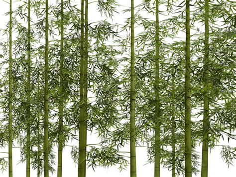 Bamboo PNG Tree, Bamboo Plant, Exotic Bamboo Transparent ...