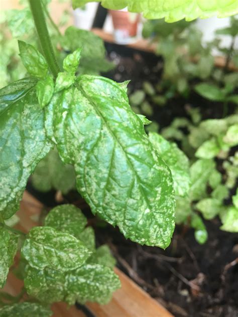 Mint Leaves Turning Yellow And Brown