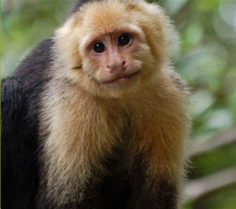 Capuchin Apies In Natuur Vrygelaat Ofm