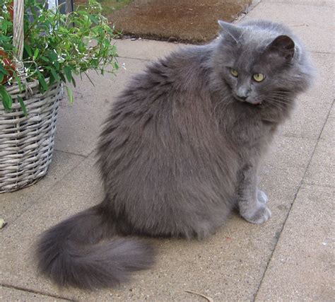 When autocomplete results are available use up and down arrows to review and enter to select. Nebelung Info, Personality, Pictures, Kittens