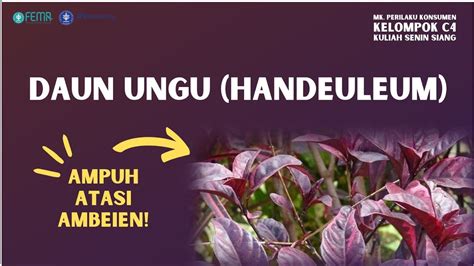 437 Manfaat Tanaman Herbal Daun Handeuleum Wungu Mencegah Wasir
