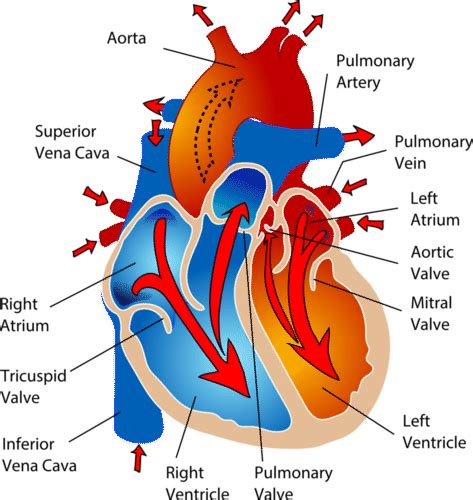 Blood Vessels Ck 12 Foundation