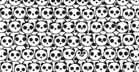 Can You Find Hidden Panda In These 5 Images Clicky News