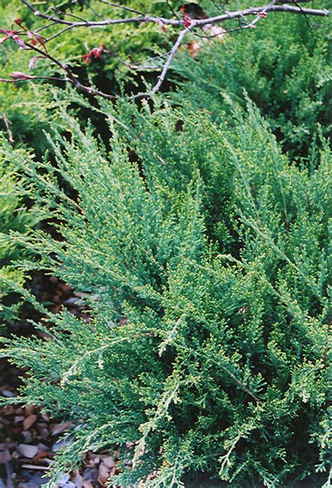 Sea Green Juniper Juniperus Chinensis Sea Green In Edmonton St