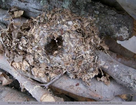 If any holes are found that a mouse. Prairie Bluestem: Mouse Nest in the Woodpile
