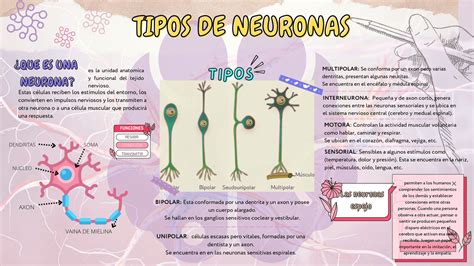 Infografia Tipos De Neurona Diapositivas De Biología Docsity