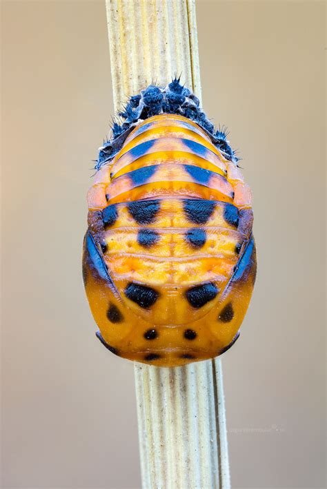 Pupate Shot Of A Ladybug Coccinellidae Sp In Pupal St Flickr