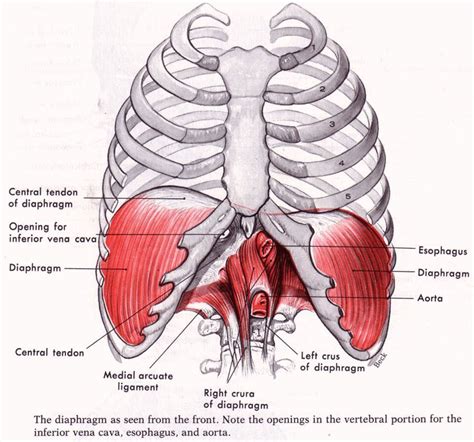 How Does The Diaphragm Work The Diaphragm Also Known As The Thoracic
