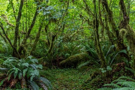 Temperate Rainforest Of The Pacific Northwest Olympic National Park