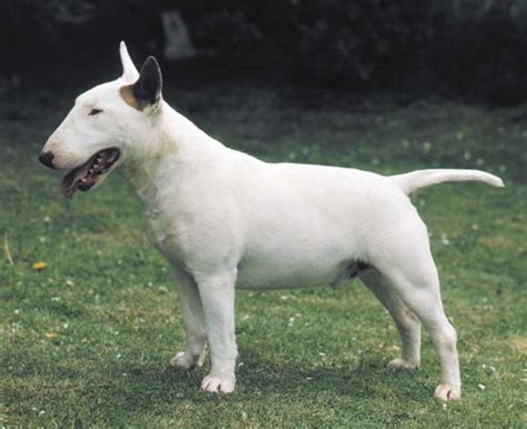 Bull Terrier Breed Standard