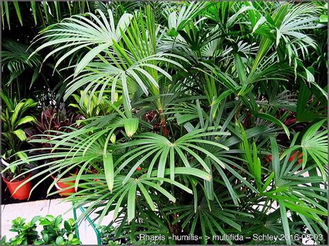 Rhapis Multifida Palmpedia Palm Growers Guide