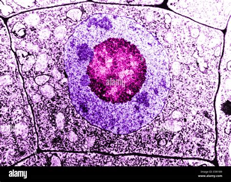 Microscopía Electrónica De Una Célula Humana Normal La Membrana De La
