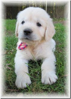 Iris adorable 2 chunky golden retriever puppies for sale. 23 Best Hearts of Gold Retrievers images | Gold retriever ...