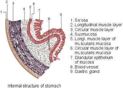 Standard Note Histology Of Alimentary Canal