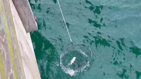 How To Use A Bridge Net On A Fishing Pier Youtube