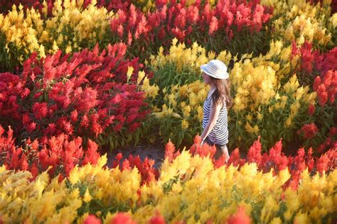 15 wisata taman bunga di indonesia yang membuatmu serasa di luar negeri