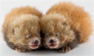 Adorable Pictures Of The Moment Two Tiny Baby Red Pandas