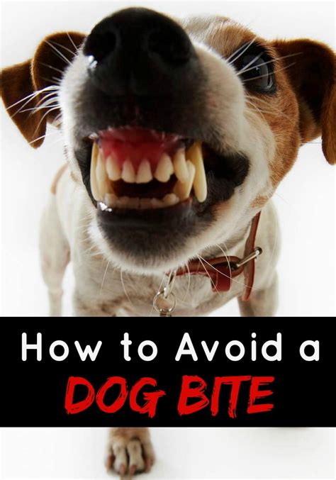 How To Avoid A Dog Bite Dogvills