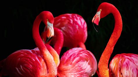 Flamingos Birds Animals Wallpapers Hd Desktop And Mobile