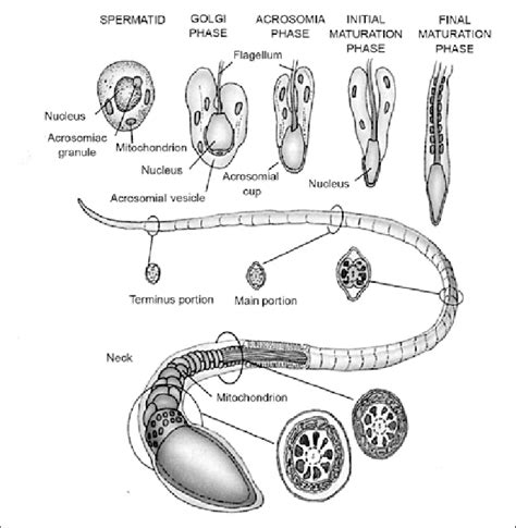 Diagram Figuring The Six Stages Of Spermatogenesis In Human