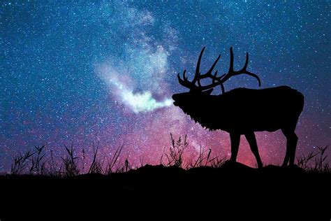 Elk Spirit Animal Symbolism And Dreams