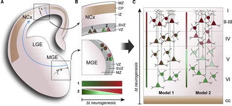Integration Of Gabaergic Interneurons Into Cortical Cell Assemblies