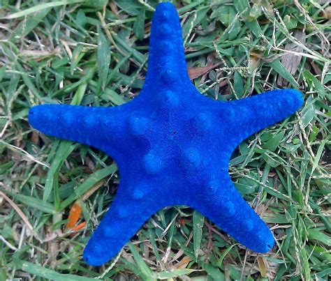 Blue Starfish Blue Starfish Mermaid Star Halloween Ready