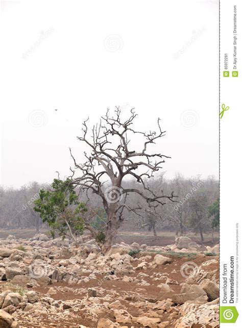 Pench River Bed In Pench Tiger Reserve Stock Photography