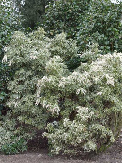 Das schattenglöckchen 'white pearl' ziert mit seinem schönen blattkleid und unzähligen weißen blüten den garten. Pieris japonica 'White Rim' / Japanische Lavendelheide ...