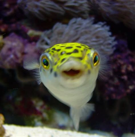 17 Best Images About Green Spotted Puffer Fish On Pinterest Cichlids