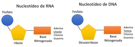 Ácidos Nucleicos Biologia Dos Grandes