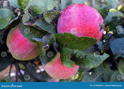 Apple Fruit Tree Red Food Ripe Green Branch Autumn Orchard