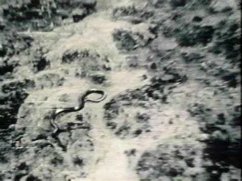 Giant Congo Snake 40 50 Ft Long Picture Taken In 1959