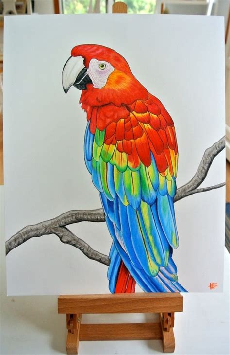 Macaw Parrots Art Parrot Painting Bird Drawings