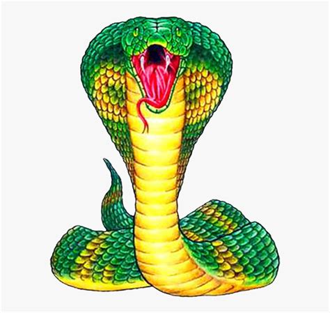 King Cobra Png Free Pic Snake Front View Drawing Transparent Png