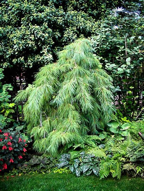 White Weeping Pine Pine Garden Evergreen Garden Ornamental Trees