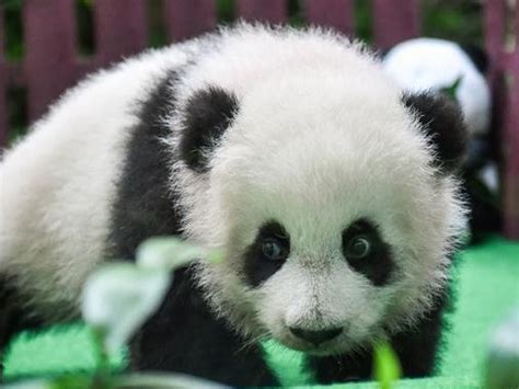Second Fluffy Baby Panda Makes Debut At Zoo Negara And We Cant Handle Its Cuteness
