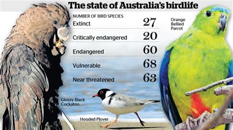 Birds On The Brink 13 Of Species Face Extinction