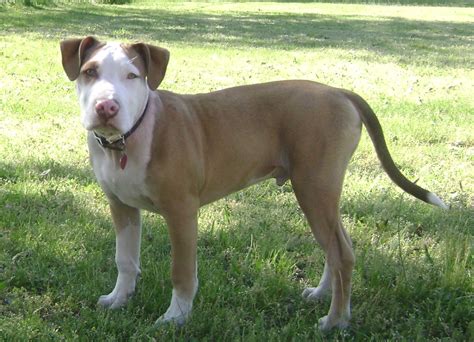 American Pit Bull Terrier Dog Breed Everything About The