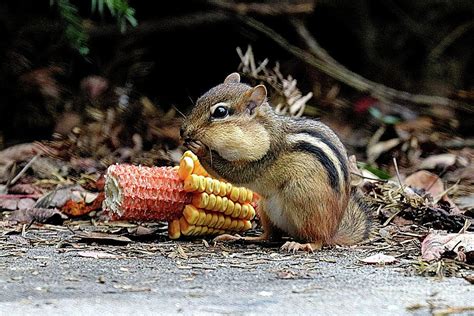 A Delicious Treat Chipmunk Eating Corn Photograph By Scott D Van