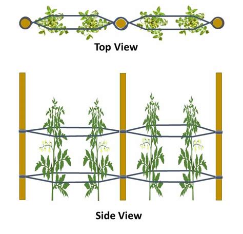 How To Trellis Tomato Plants The Ultimate Guide Ofags