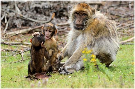 Barbary Macaque 5 Free Stock Photo Public Domain Pictures