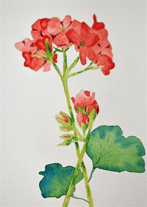 Art Fine Artwatercolor Painting Of Red Geranium By Yankeegirlart 40