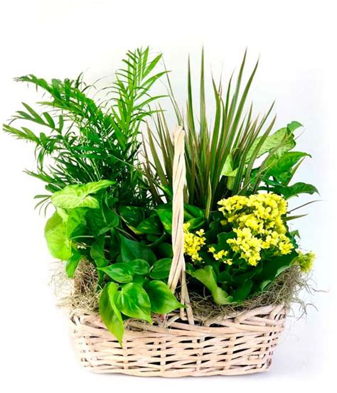 Check spelling or type a new query. Sympathy Flowers | Sympathy Gifts | FromYouFlowers