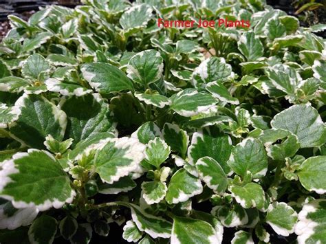 Cheap Plectranthus Plant, find Plectranthus Plant deals on line at ...