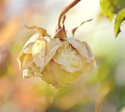The Remaining Rose Photograph By Gaby Ethington Fine Art America